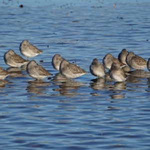 Sleeping long-billed dowitchers