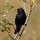 Blackbird
