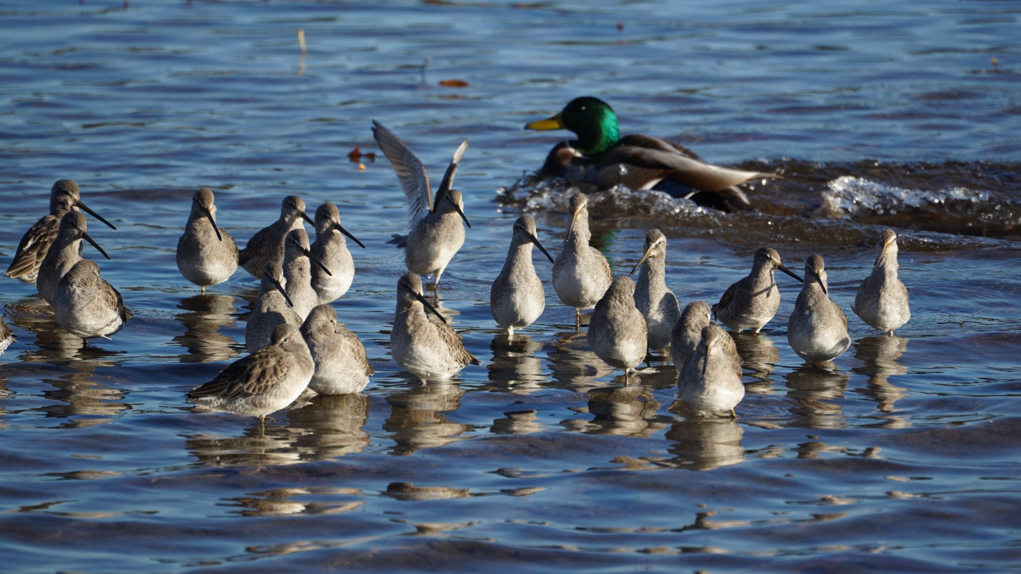 Dowitchers and a mallard