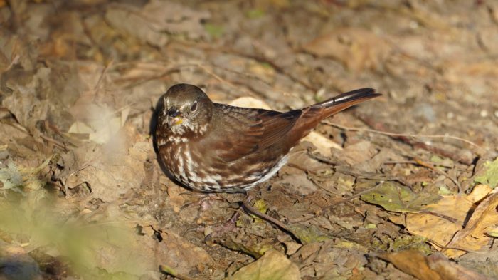 Fox sparrow