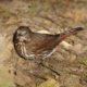 Fox sparrow, golden hour