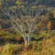 Bare tree