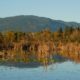 Pond, golden hour