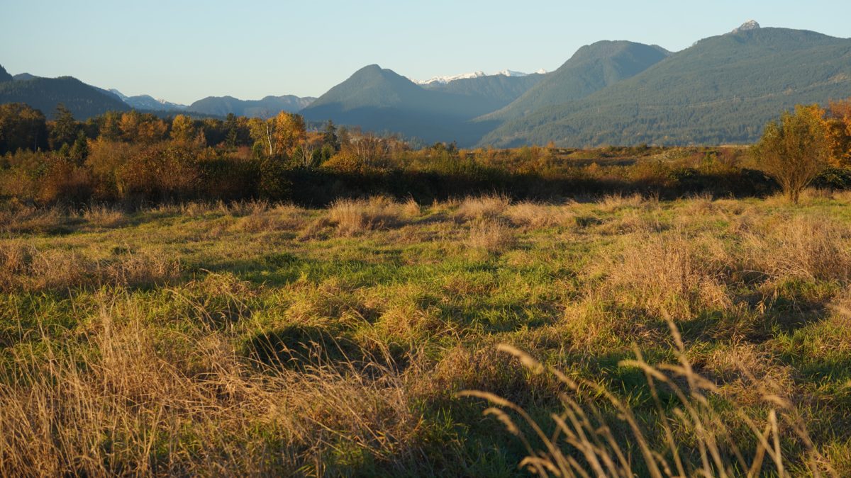 Grasses and mountains