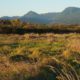 Grasses and mountains