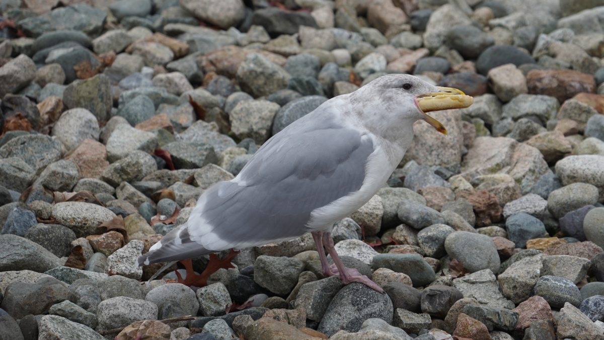 Seagull eating English muffin