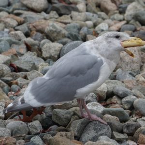 Seagull eating English muffin