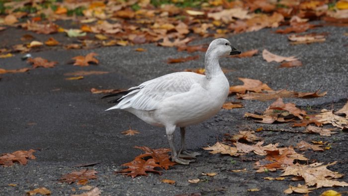 Snow goose