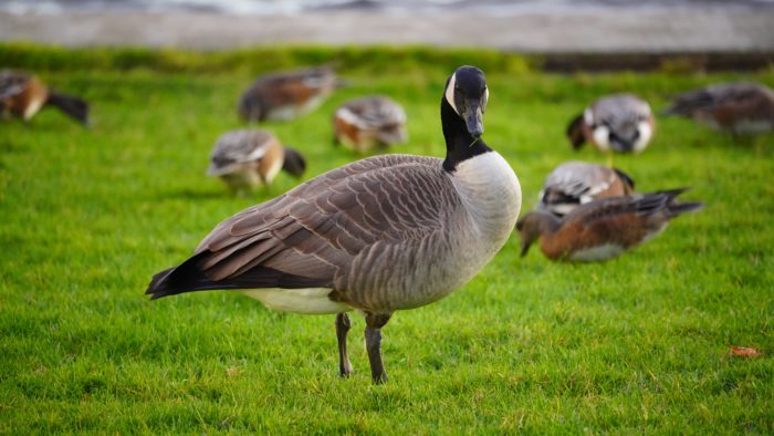 Canada goose