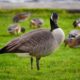 Canada goose