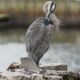 Preening heron
