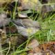 Yellow-rumped warbler