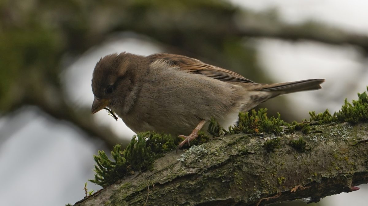 Sparrow eating moss
