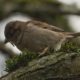 Sparrow eating moss