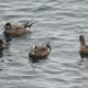 Wigeons in False Creek
