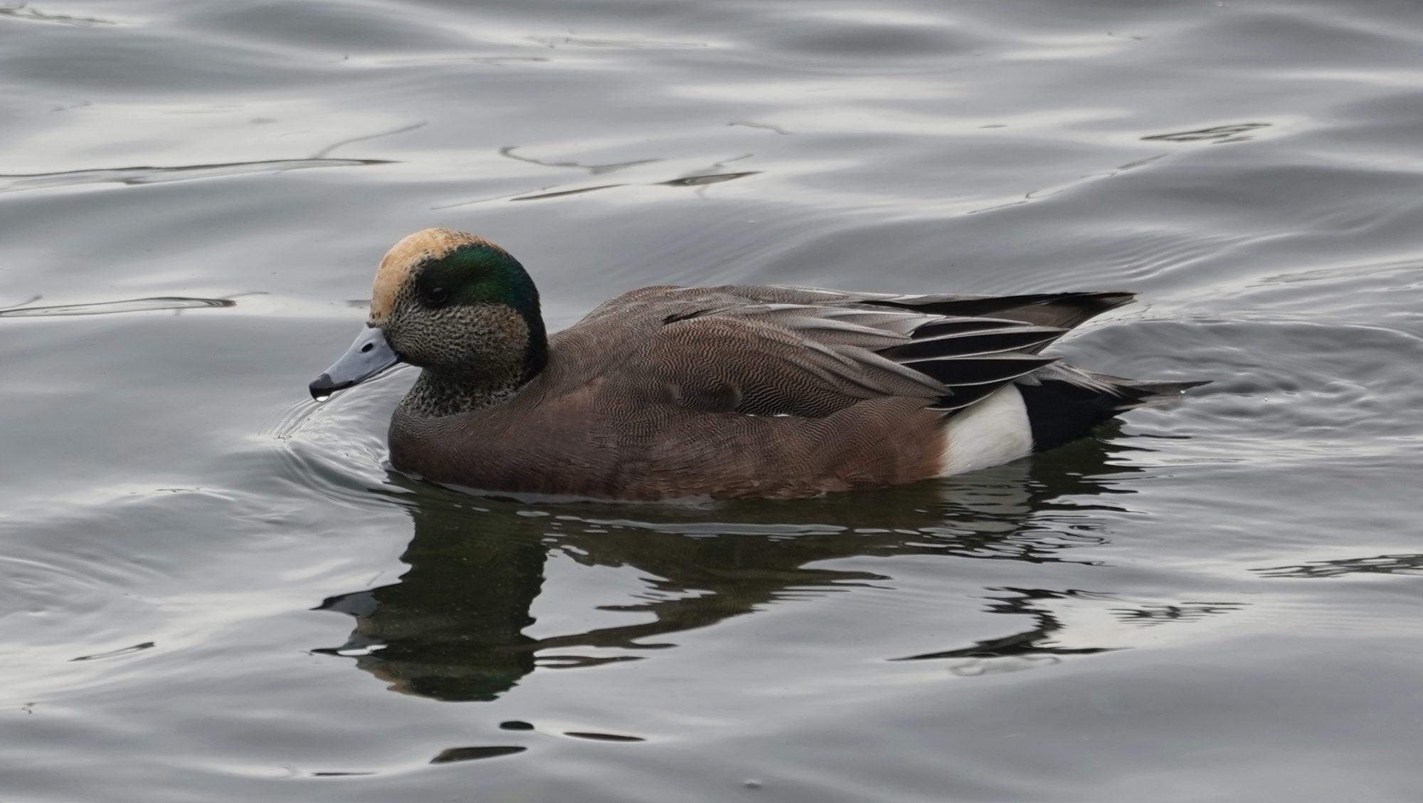 Male Americal wigeon