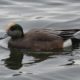 Pretty male wigeon