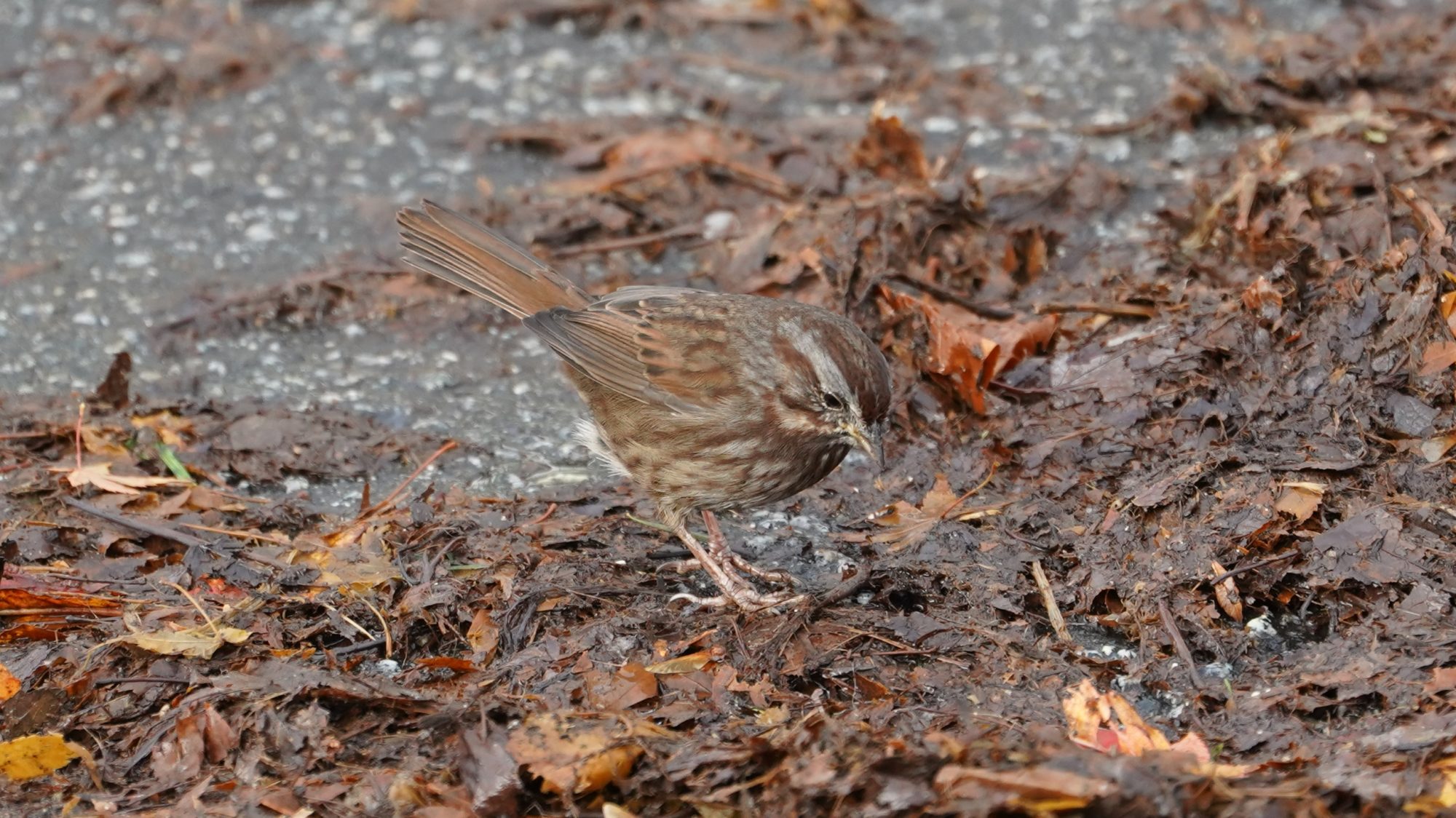 Song sparrow