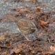 Looking for treasure in the mulch