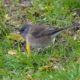 Dark-eyed junco, Oregon female
