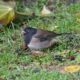 Dark-eyed junco, Oregon male
