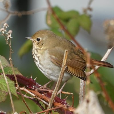 Hermit thrush