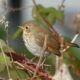 Thrush profile