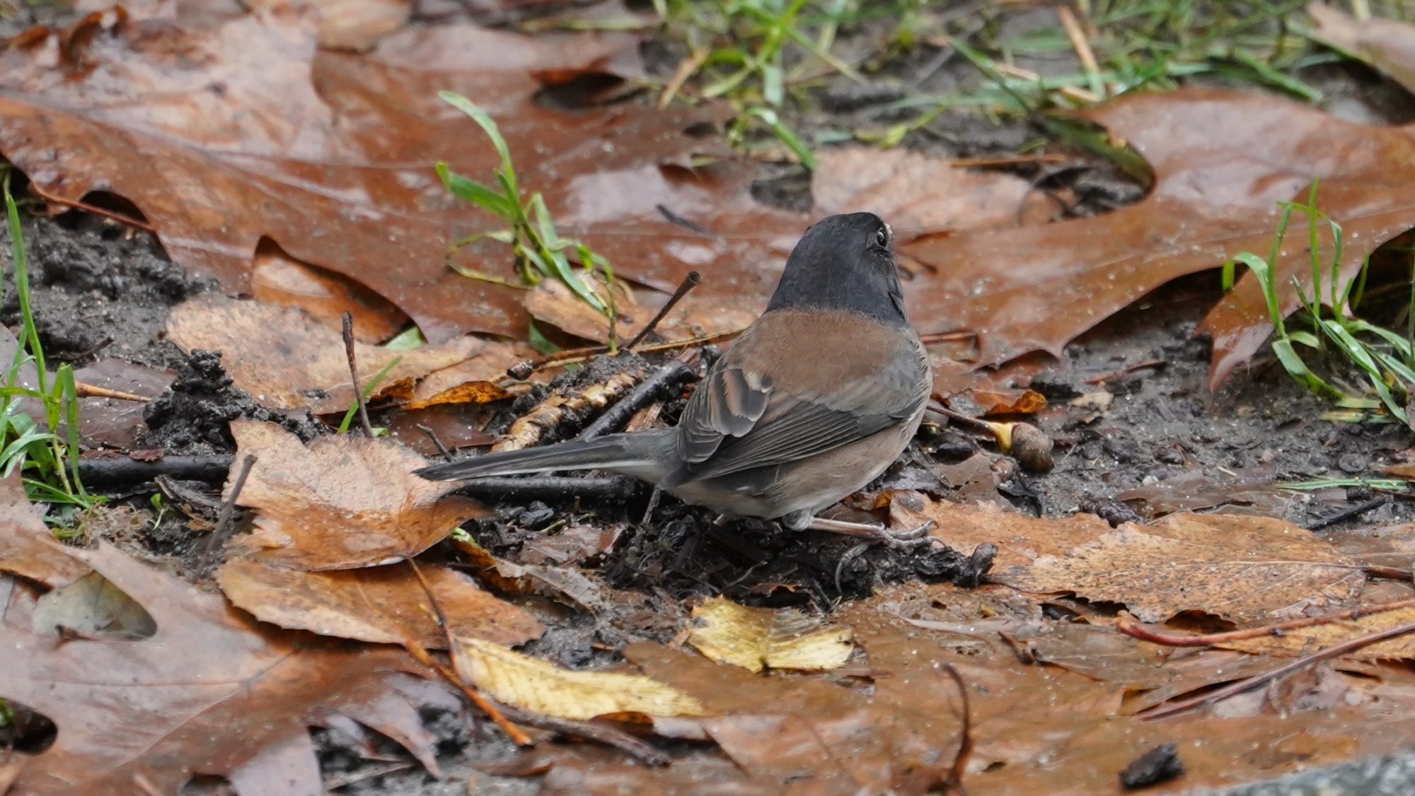 Dark-eyed junco in fall leaves