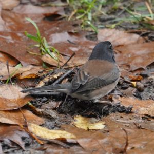 Dark-eyed junco in fall leaves