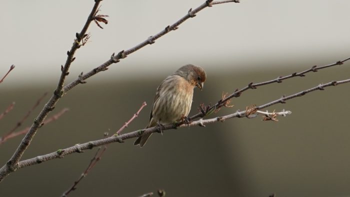 House finch