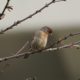 House finch, pondering