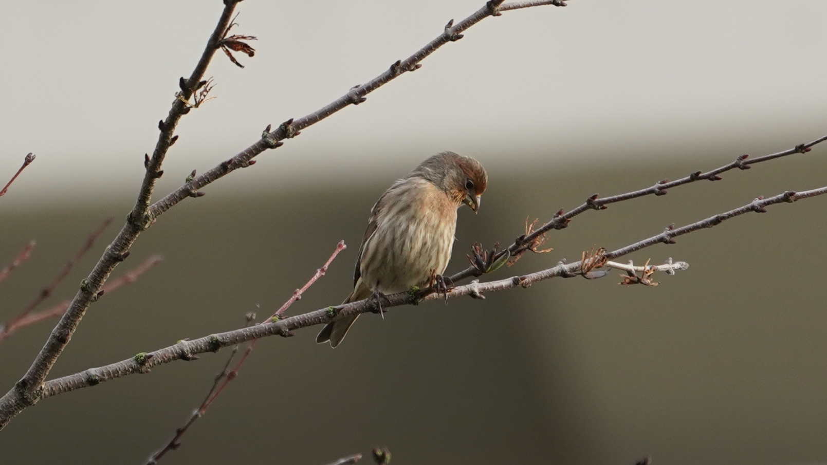 House finch