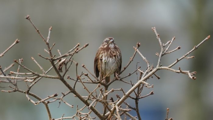 Framed song sparrow
