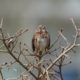 Framed song sparrow