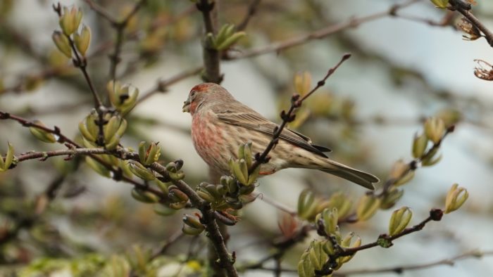 House finch eating