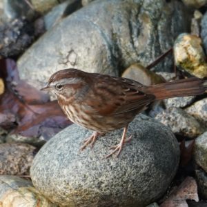 Song sparrow on the rocks