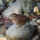 Song sparrow on the rocks