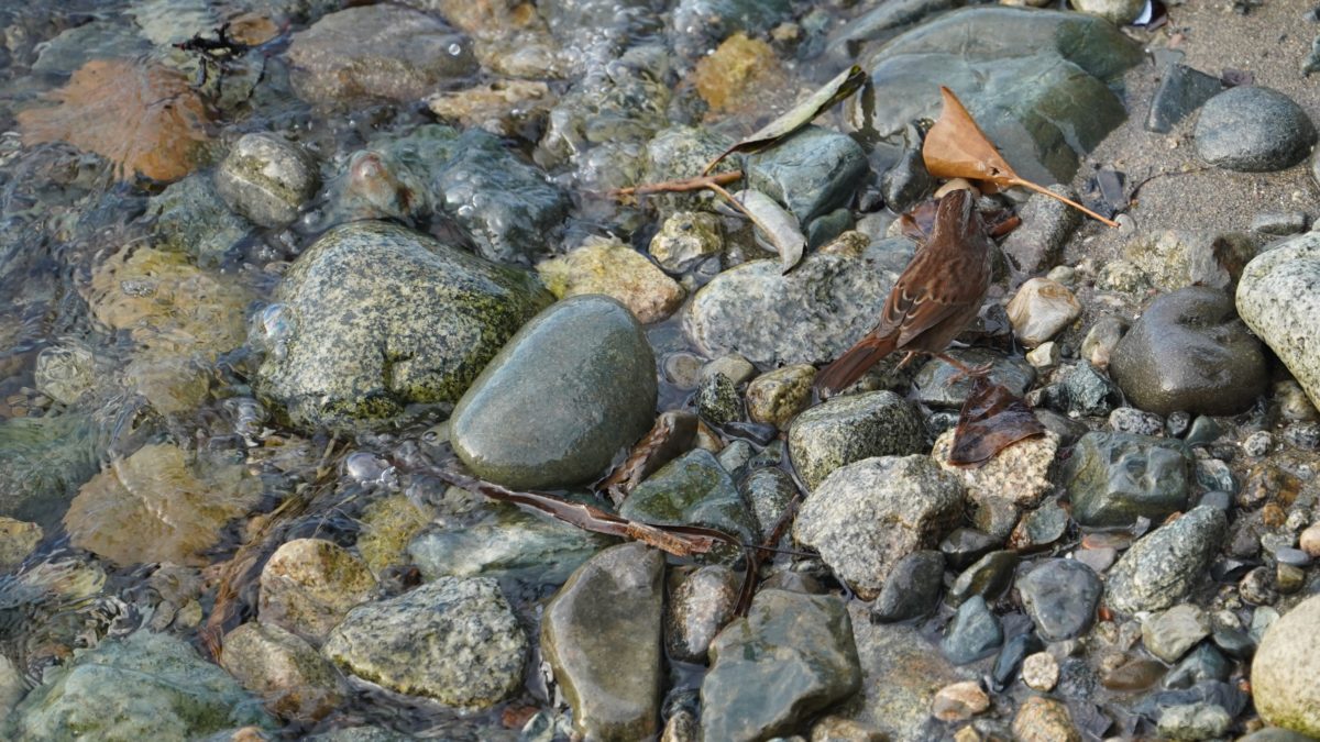Song sparrow at the water's edge