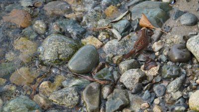 Song sparrow at the water's edge