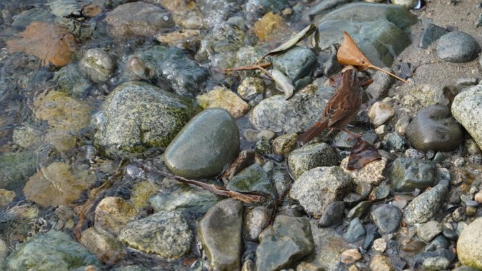 Song sparrow at the water's edge