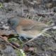 Junco on grey soil
