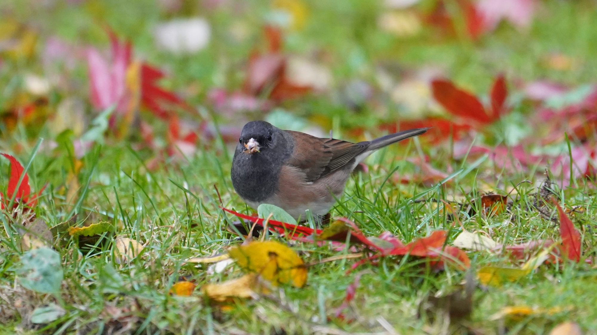 Junco in red leaves