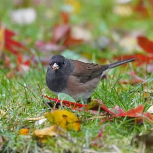 Junco in red leaves