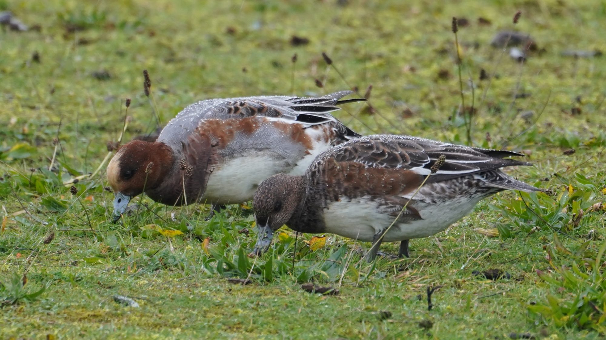 Eurasian wigeons