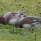 Eurasian wigeon couple