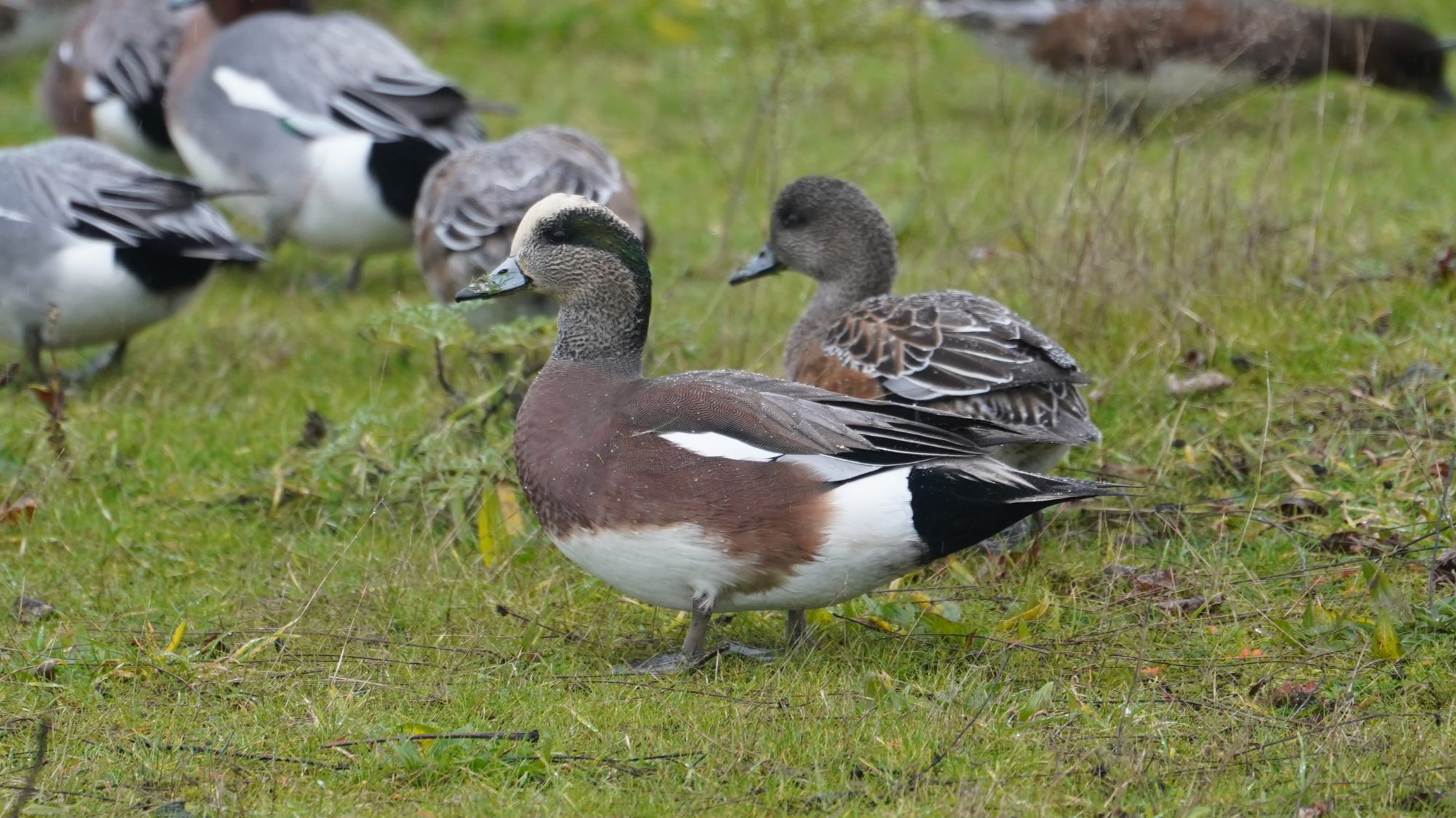 American wigeon couple