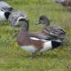 Alert wigeon