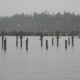 Cormorants and pilings