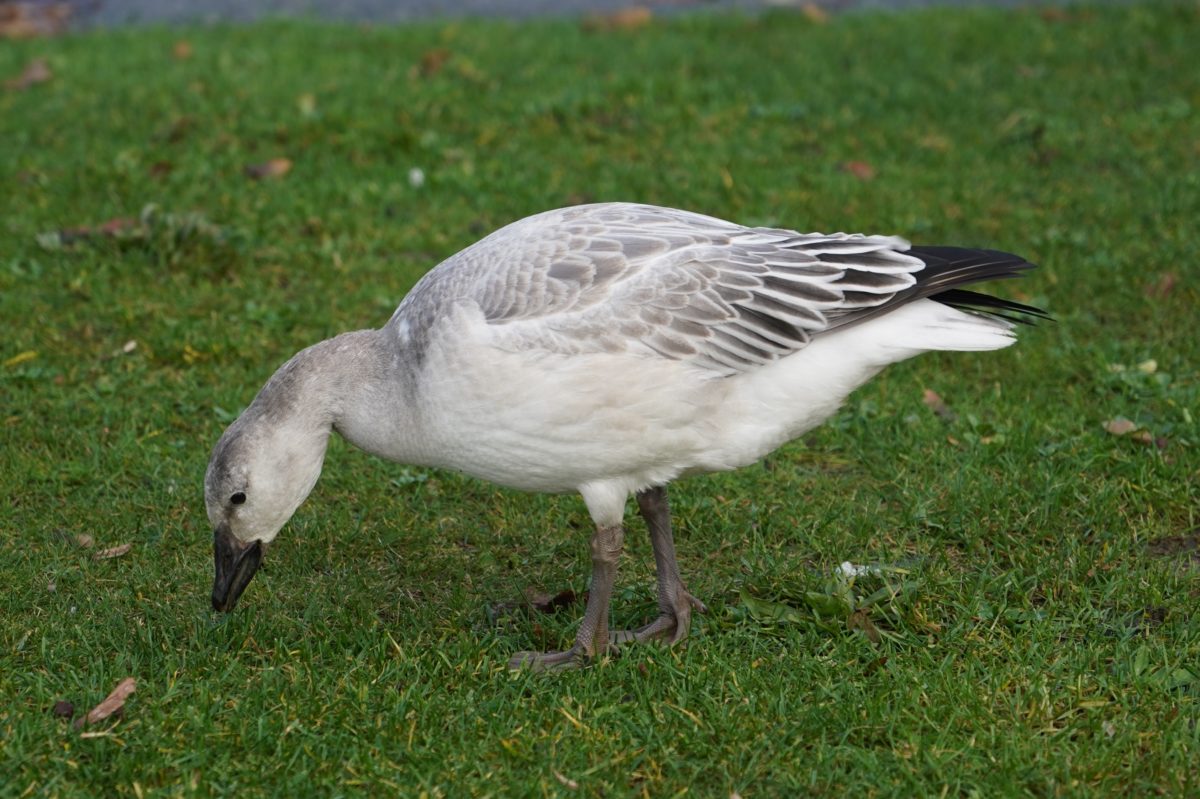 Snow goose on grass