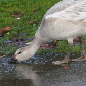 Snow goose drinking